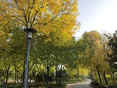 -大兴滨河森林公园