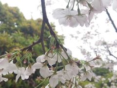 -武汉大学-樱园
