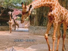 -长鹿旅游休博园