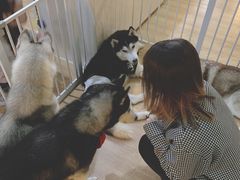 -Husky Go! 哈士奇体验馆·宠物咖啡厅狗咖
