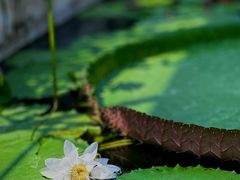 -国家植物园南园