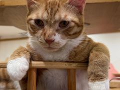 -滚猫咖啡·猫咖·猫友好撸猫(未来城店)
