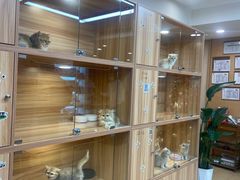 -猫十亿·布偶金渐层·曼基康矮脚猫舍(青年路店)