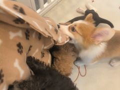-有喵·猫咖·狗咖·30几只猫10只小狗(岗厦店)