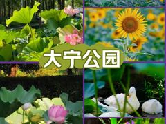 -大宁公园