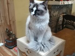 -猫色咖啡·猫咖
