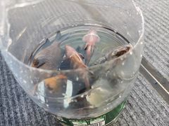 -小猫钓鱼海钓俱乐部(椰梦长廊店)