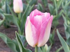 -长春公园(普阳街道)