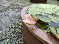 -杭州植物园