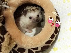 -彩虹桥宠物火化殡葬善终服务(金乐大厦店)