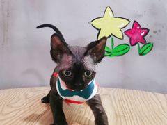 -十年猫舍·猫咪专门店(普陀店)