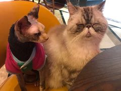 -猫色咖啡·猫咖