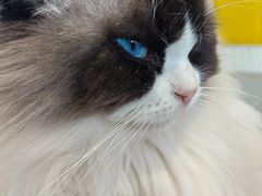-平行世界·猫咖(首经贸店)