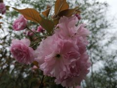 -菊花台公园