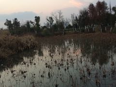 -瑶湖郊野森林公园