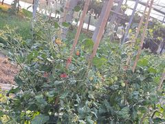 -马陆小张葡萄园农家乐