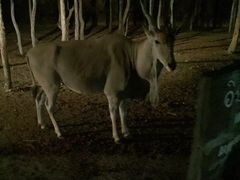 -清迈夜间动物园