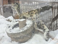 -青藏高原野生动物园