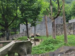 -都江堰中华大熊猫苑