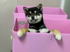 -翊宠yipet猫狗购宠庄园犬舍•猫舍