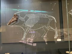-北京周口店北京人遗址博物馆