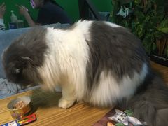 -李小姐の猫咖啡馆(五角场店)