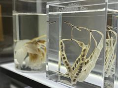 -上海滩餐厅(BFC外滩金融中心店)