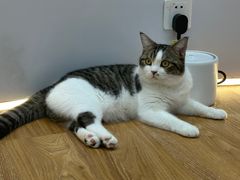 -COLOR PETS 撸猫馆·购猫·猫咖(长风大悦城店)