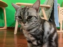 -李小姐の猫咖啡馆(五角场店)
