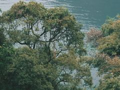 -鼎湖山风景区