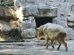 -上海野生动物园