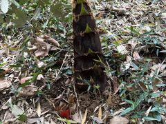 -上海佘山国家森林公园天马山园