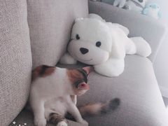 -Bastet sally猫舍购宠(静安店)