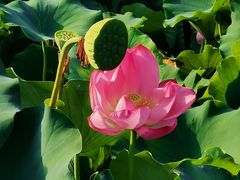 -莲花池公园