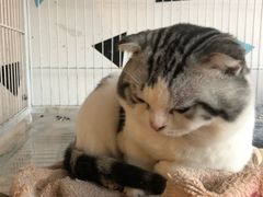 -Cappucimeow猫咪咖啡馆(韦伯时代店)