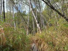 -五营红松林海景区