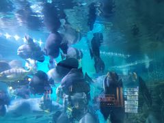 -烟台海昌鲸鲨海洋公园