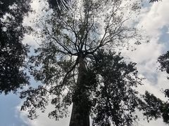 -海南霸王岭国家森林公园