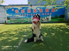 -宠物寄养训练学校