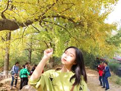 -千年银杏谷文化旅游区