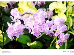 -石家庄市植物园