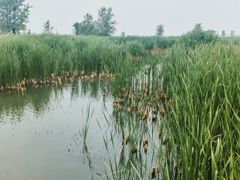 -野鸭湖国家湿地公园