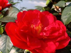 -深圳国际园林花卉博览园