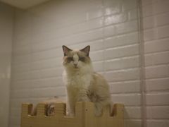 -momokira米努特·德文卷毛猫·棉花面纱犬
