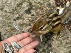 -五营红松林海景区