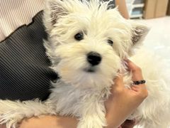 -翊宠yipet猫狗购宠庄园犬舍•猫舍