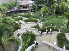 -新加坡飞禽公园