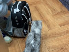 -瑞派名望志远动物医院·猫科·內科·异宠专科(直港大道店)