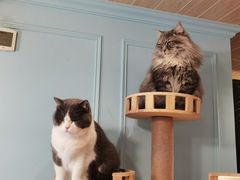 -遇见羊驼·奶狗咖·布偶猫咖·法斗柯基柴犬阿拉斯加(春熙路太古里IFS店)
