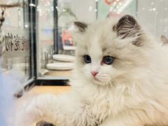 -袖虎·猫馆(体育西路店)